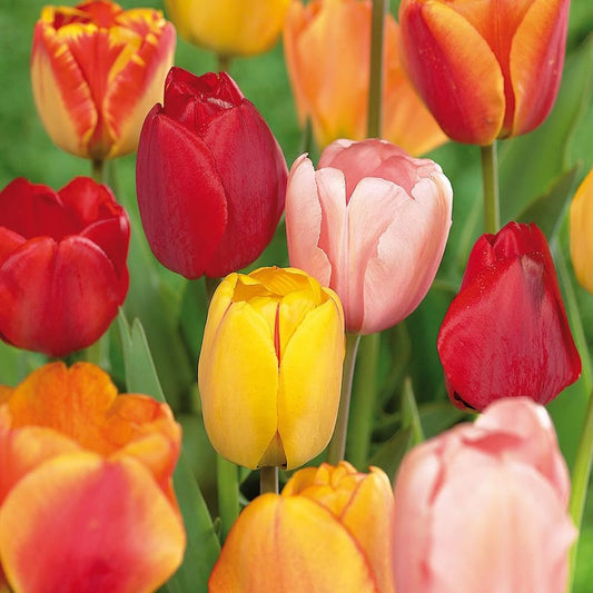 Tulips Bulbs Darwin Hybrid Mixture (Set of 50 Mammoth)