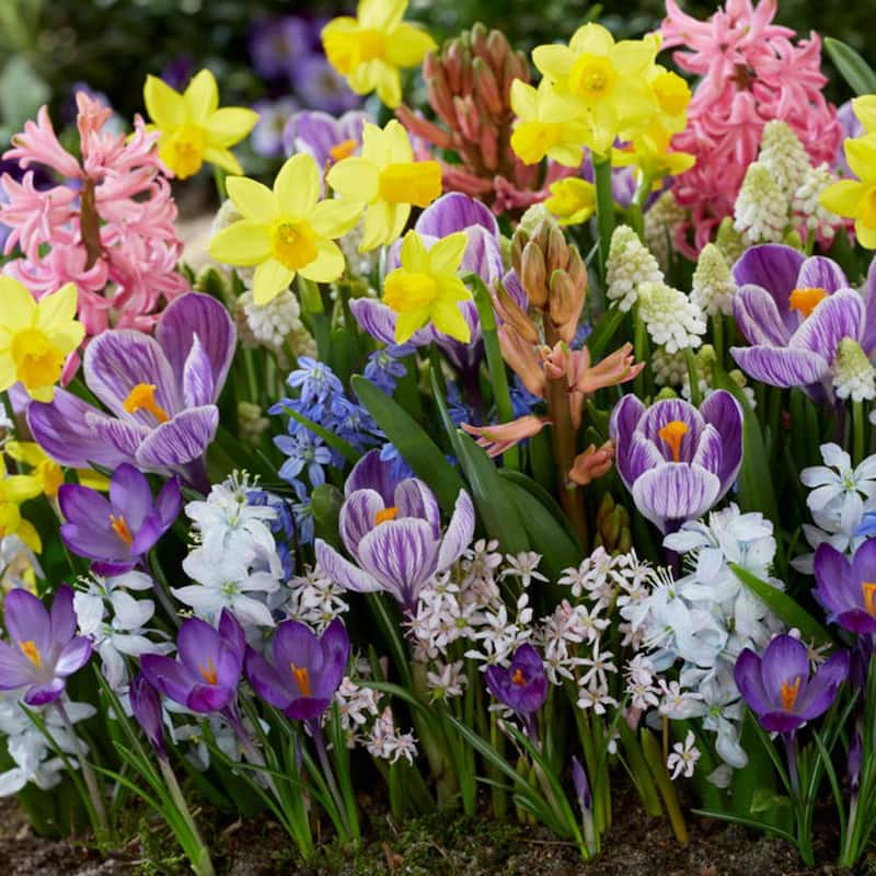 Spring Time Favorite's Cottage Garden Bulb Collection Set of 100 Bulbs