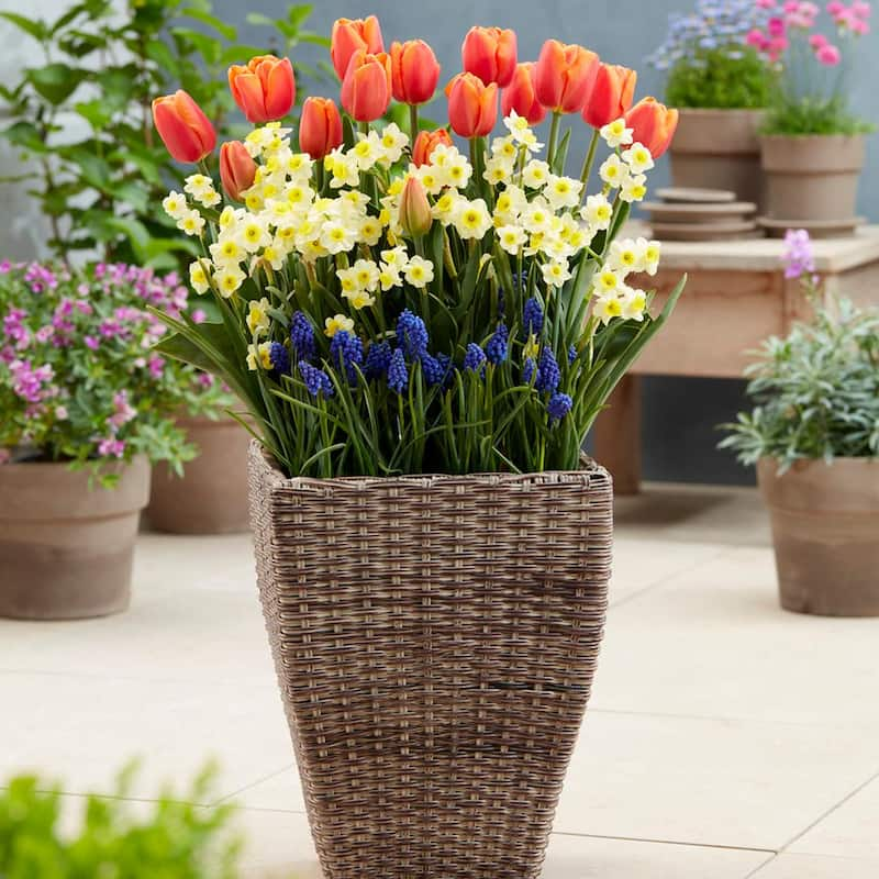 Spring Blooming Patio Planter Kit with Decorative Faux Rattan Planter, Medium, Gloves and Set of 45 Bulbs