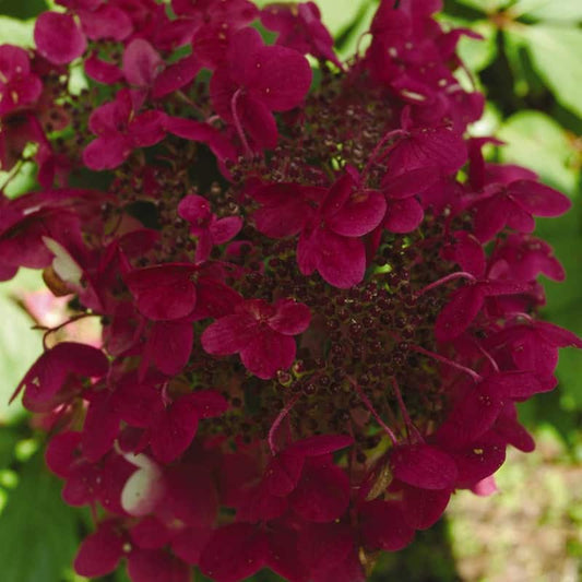 VanZyverden Hydrangea Fire and Ice 4 in. Potted Rocketliners (Set of 3 Plants)