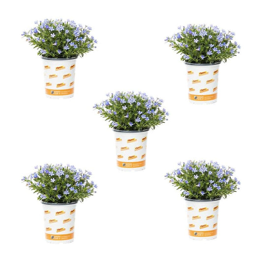 1 Qt. Lithodora Star White Perennial Plant (5-Pack)